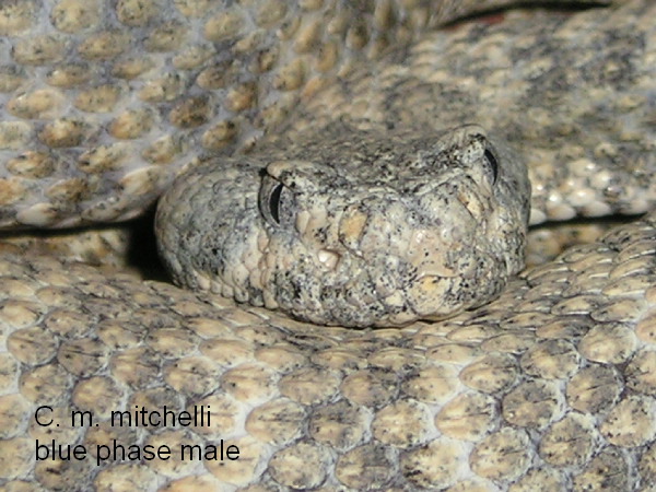Speckled _male_close.JPG [119 Kb]
